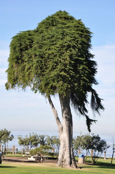 Parque em La Jolla, perto de San Diego, na Califórnia — Fotografia de Stock