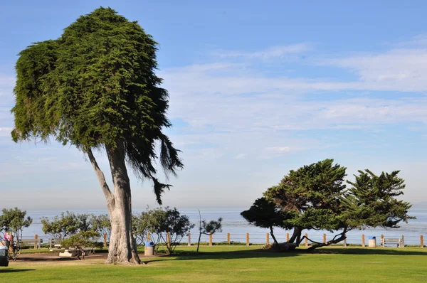 Park i La Jolla, nära San Diego i Kalifornien — Stockfoto
