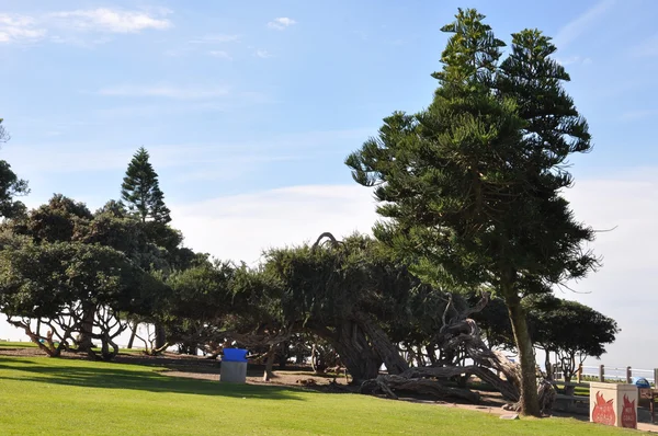 Parque em La Jolla, perto de San Diego, na Califórnia — Fotografia de Stock