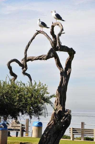 La Jolla Shores en California — Foto de Stock