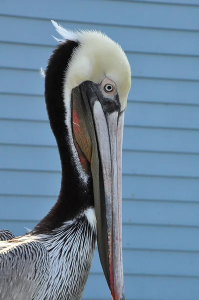 Pelican in California — Stock Photo, Image