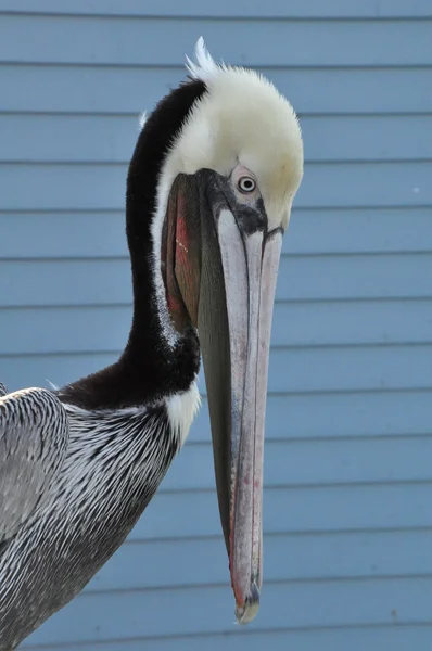 Pelicano em Califórnia — Fotografia de Stock