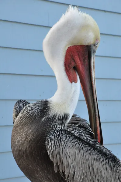 Pelican in California — Stock Photo, Image