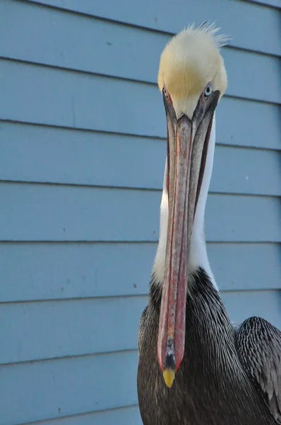 Pelican in California — Stock Photo, Image