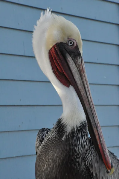 Pelican in California — Stock Photo, Image