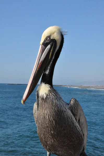Pelican in California — Stock Photo, Image