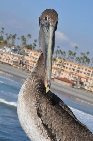 Pelikan in Kalifornien — Stockfoto