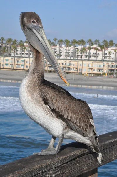 カリフォルニア州のペリカン — ストック写真