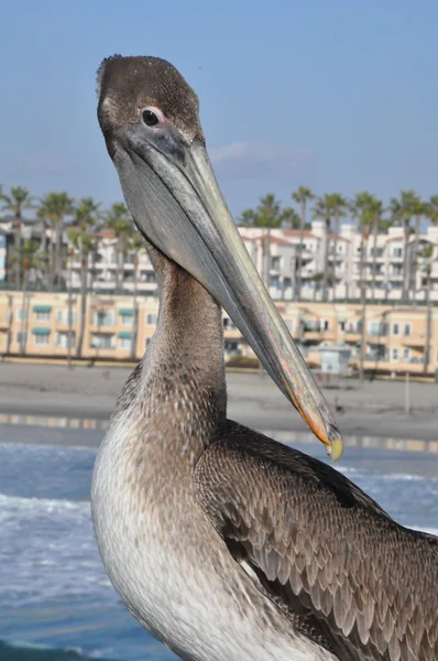 Pelikan in Kalifornien — Stockfoto