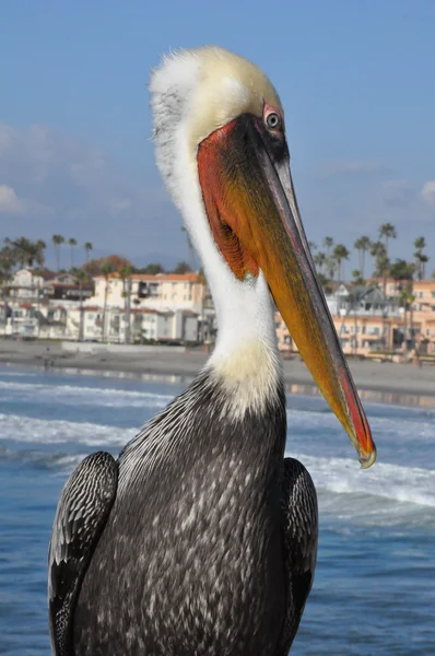 Пеликан в Калифорнии — стоковое фото