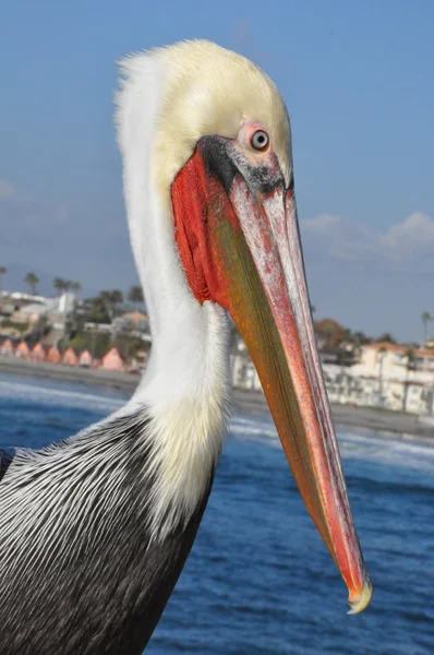 Пеликан в Калифорнии — стоковое фото
