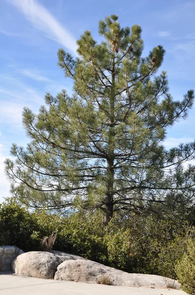 Pines to Palms Scenic Byway — Stock Photo, Image