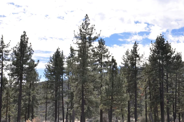 Pines to Palms Scenic Byway — Stock Photo, Image