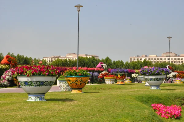 Dubai Miracle Garden negli Emirati Arabi Uniti — Foto Stock