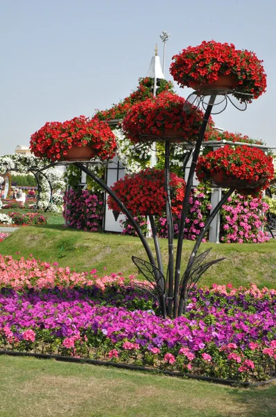 Dubai Miracle Garden en los Emiratos Árabes Unidos — Foto de Stock