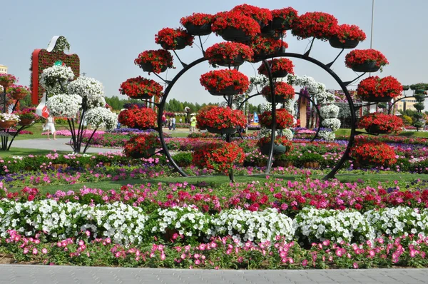 Dubai Miracle Garden nos Emirados Árabes Unidos — Fotografia de Stock