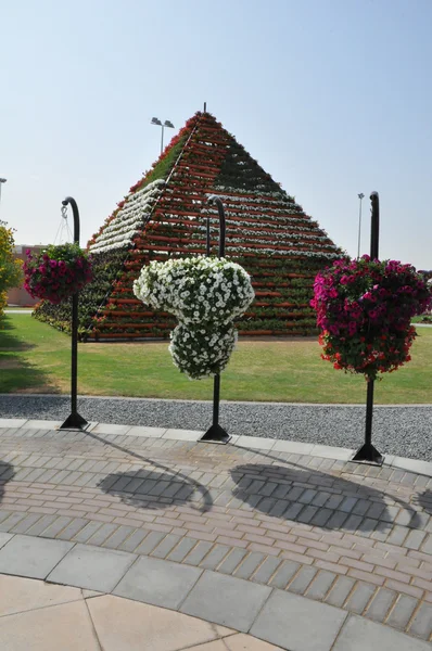 Dubai Miracle Garden en los Emiratos Árabes Unidos —  Fotos de Stock