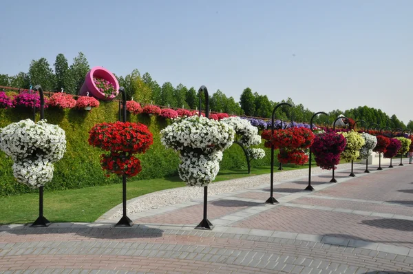 Dubai Miracle Garden en los Emiratos Árabes Unidos —  Fotos de Stock