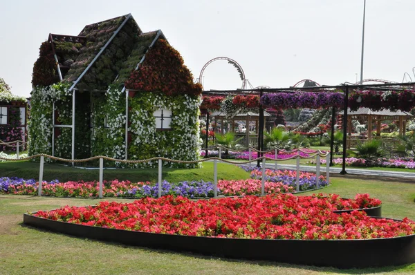 Dubai Miracle Garden en los Emiratos Árabes Unidos — Foto de Stock