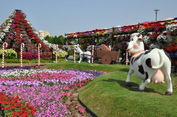 Dubai miracle garden in den uae — Stockfoto