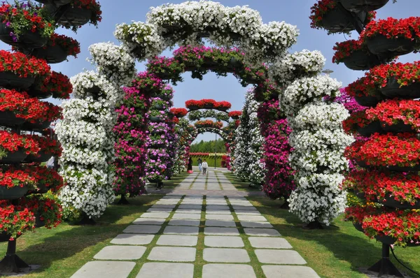 Dubai miracle garden in den uae — Stockfoto