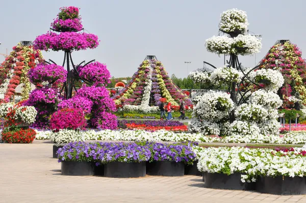 在阿联酋的迪拜奇迹花园 — 图库照片