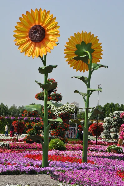 Dubai Miracle Garden in the UAE — Stock Photo, Image