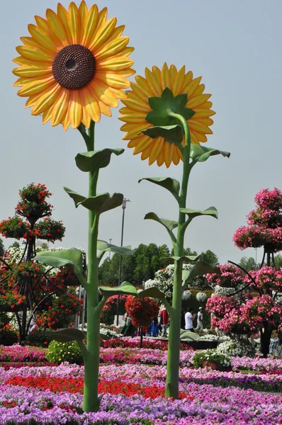 Dubai Miracle Garden nos Emirados Árabes Unidos — Fotografia de Stock