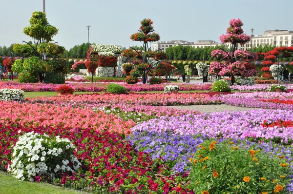 Dubai miracle garden in den uae — Stockfoto