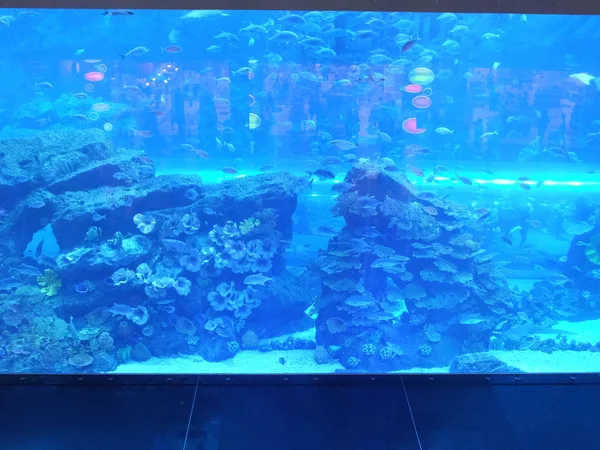 Acquario al Dubai Mall a Dubai, Emirati Arabi Uniti — Foto Stock