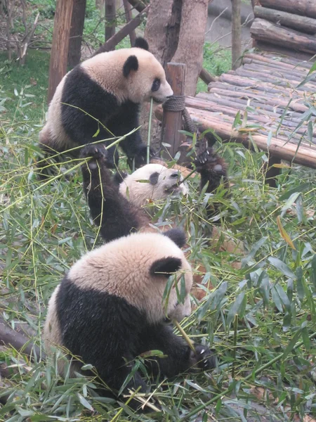 Panda gigante —  Fotos de Stock