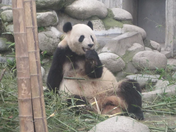 Panda gigante — Foto de Stock