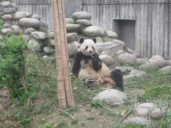 Panda gigante — Fotografia de Stock