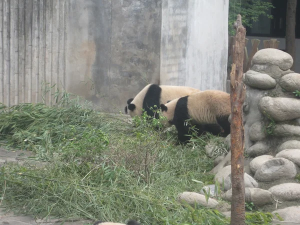 Panda gigante — Fotografia de Stock