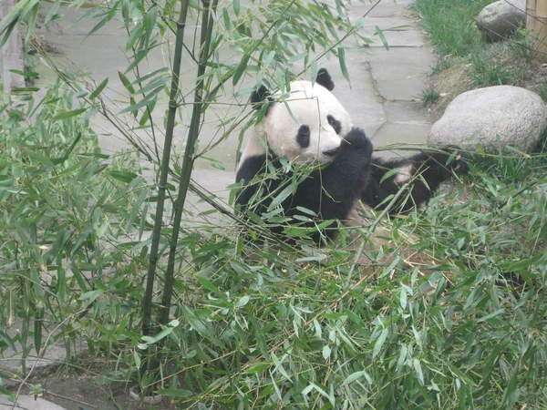 Panda gigante — Foto de Stock