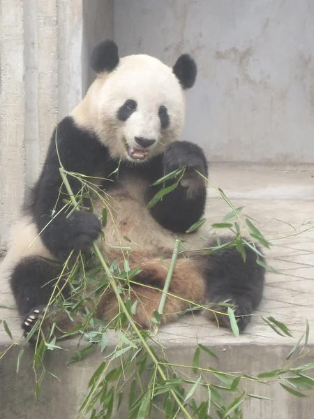 Jättepanda — Stockfoto