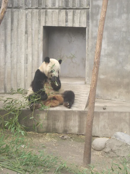 Reuzenpanda — Stockfoto