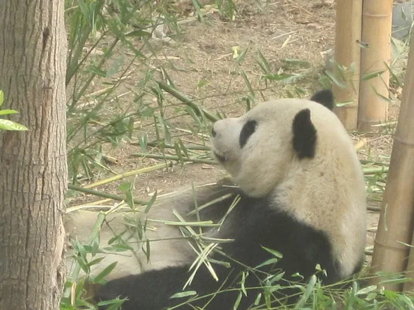 大熊猫 — 图库照片