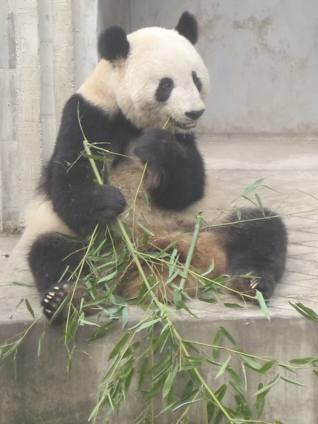 Reuzenpanda — Stockfoto