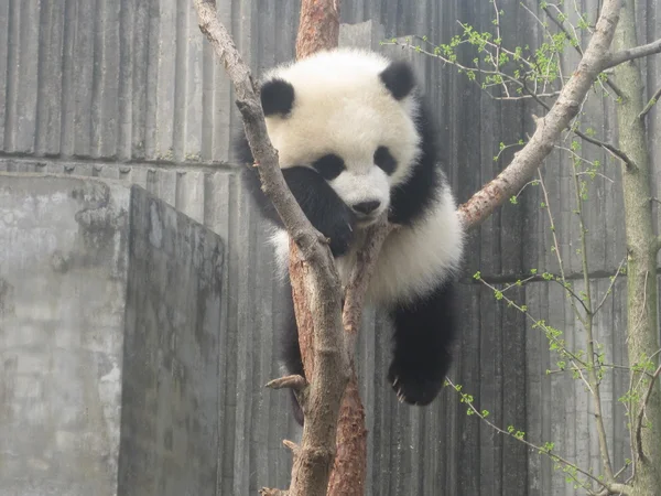 Giant Panda — Stock Photo, Image