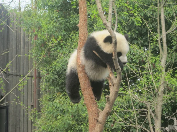 Giant panda — Zdjęcie stockowe