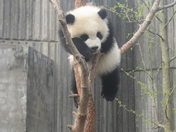 Reuzenpanda — Stockfoto