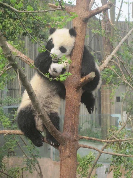 Giant Panda — Stock Photo, Image