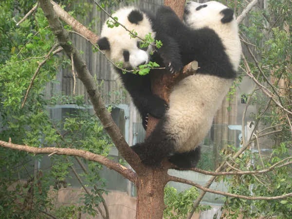 Giant Panda — Stock Photo, Image