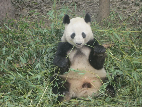 Panda gigante — Foto de Stock