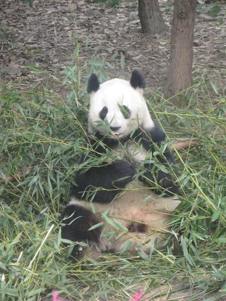 Jättepanda — Stockfoto