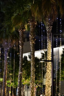 DUBAI, BAE - 22 Aralık 2023 'te Dubai, BAE' deki Bluewater Adası 'nda Palmiye Ağaçları.