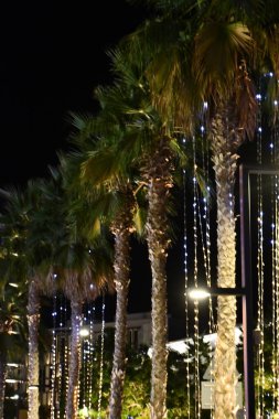 DUBAI, BAE - 22 Aralık 2023 'te Dubai, BAE' deki Bluewater Adası 'nda Palmiye Ağaçları.