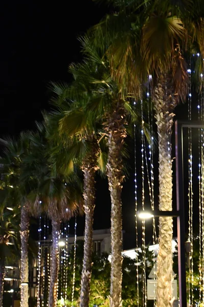 DUBAI, BAE - 22 Aralık 2023 'te Dubai, BAE' deki Bluewater Adası 'nda Palmiye Ağaçları.