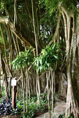 KAPAA HI - 18 AUG Hawaii 'deki Kauai Hindu Manastırı' ndaki Kadavul Tapınağı.